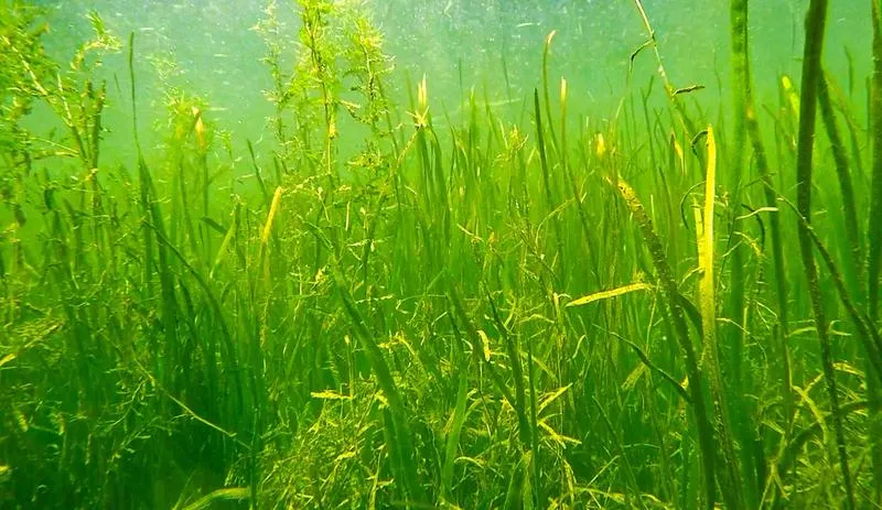 沉水植物在富營養化水體修復工程中的作用